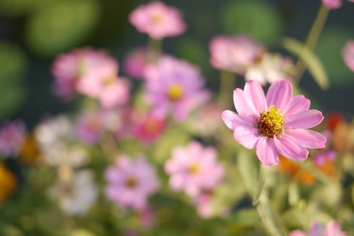 dof_gf1