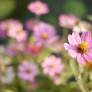 dof_gf1