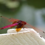 光圈：F5.6　快門：1/400秒　感光度：200