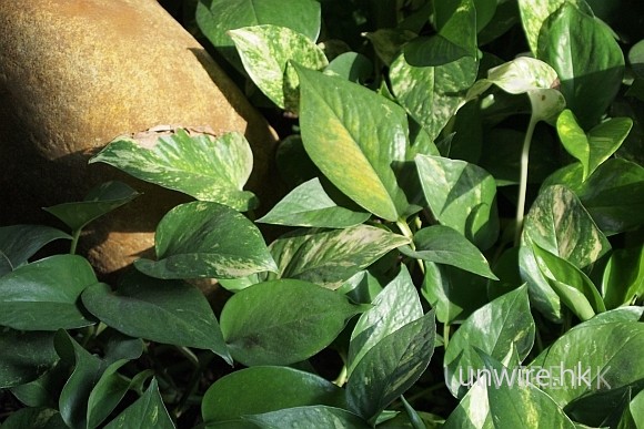 green_o