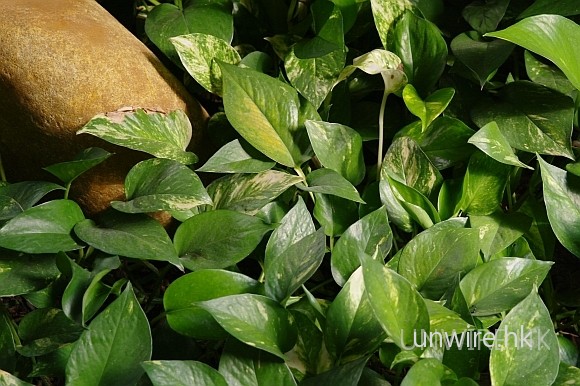 green_s