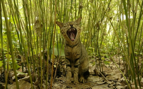 cat01
