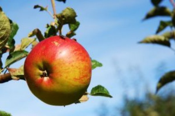 a-red-apple-against-the-blue-sky_21068826