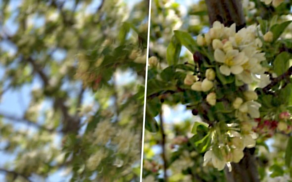 cherry2gk-is-115