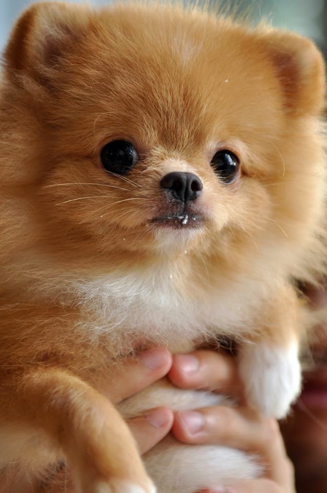 1005183_385018171598104_335418040_n