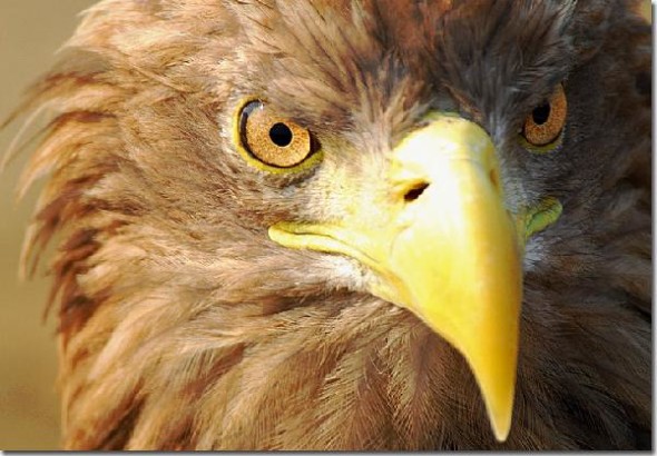 2745947_df1a3d831a104aa7bd63418b27fc6a36
