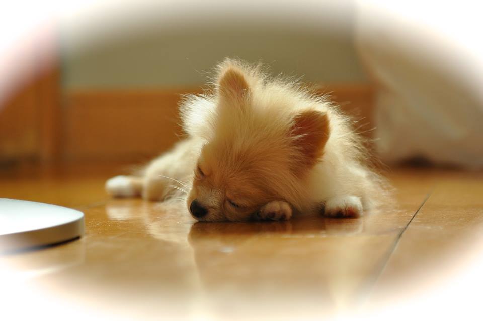 954874_378155335617721_1381816974_n