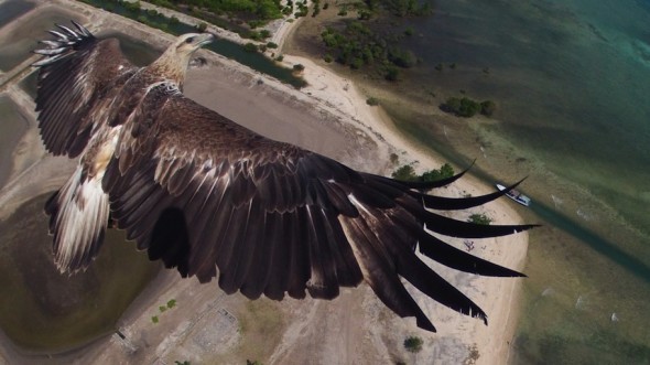 1st-place-dronestagram-eagle