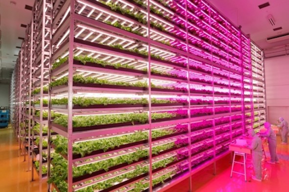 GE-LED-lights-indoor-farm.jpg.662x0_q100_crop-scale