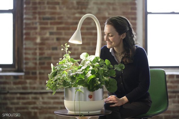sproutsio-aeroponic-microfarming-system-1.jpg.650x0_q85_crop-smart