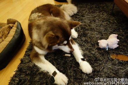 005FwzJGjw1esg6px0a2gj32401eob29