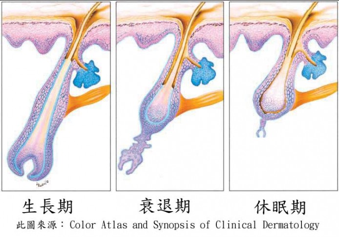 Hair_growth_cycle