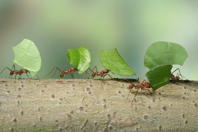 12813-Leaf-cutting-Ants.jpg